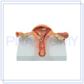 Modelo anatômico do útero fêmea relativo à promoção da melhor qualidade PNT-0742 para o uso médico